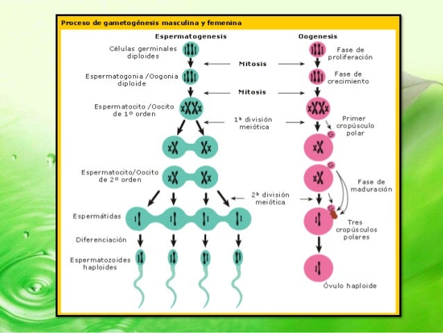 makalah gametogenesis